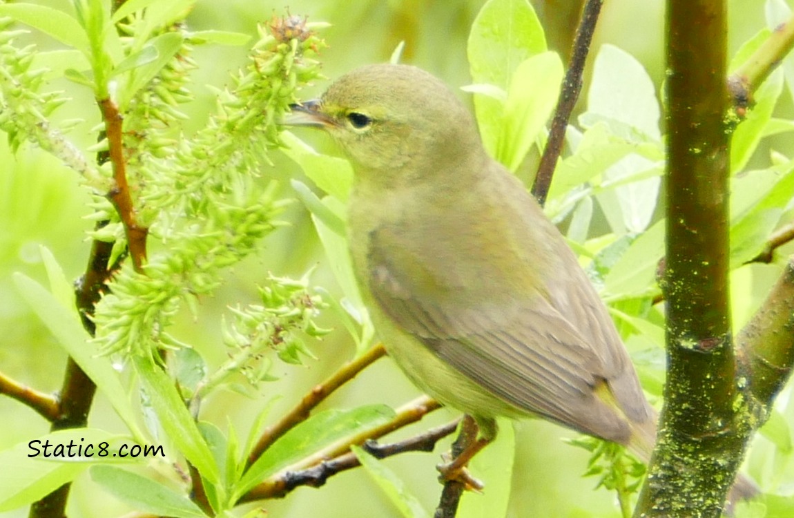 an Orange Crowned Warbler