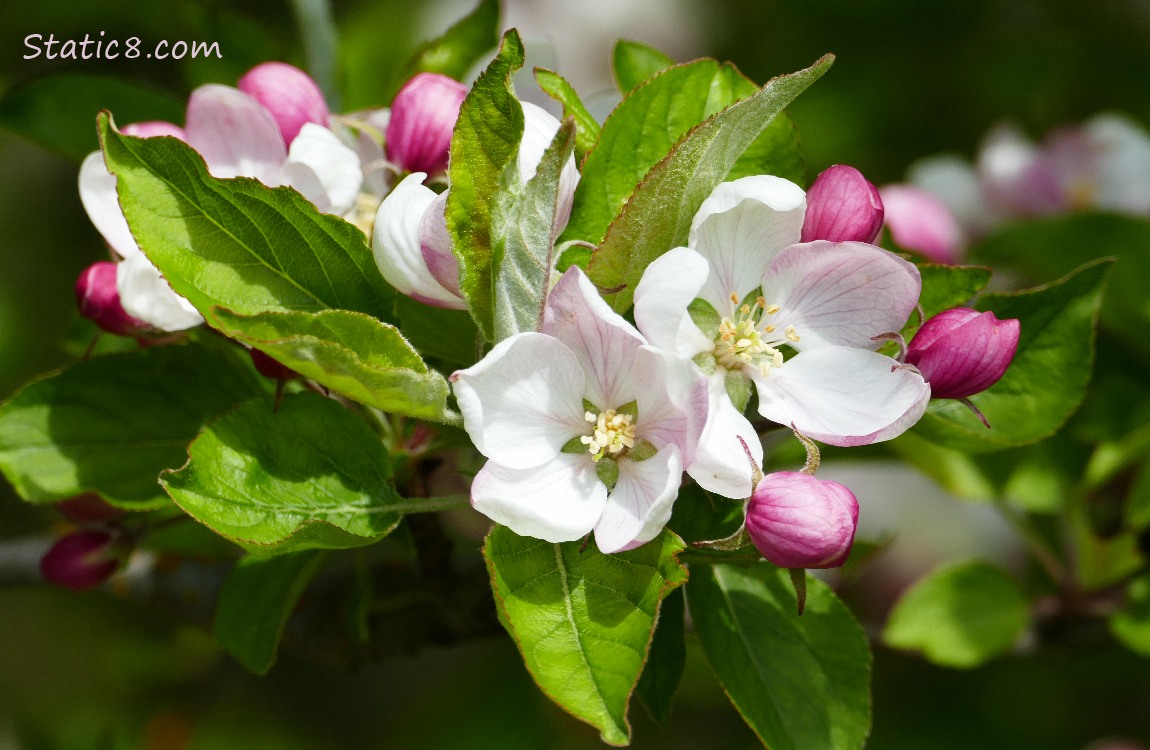 Apple Blossoms