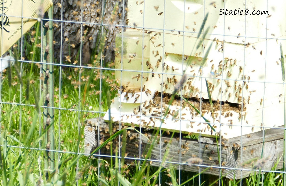 Close up of the entrance of a bee hive, where bees are swarming