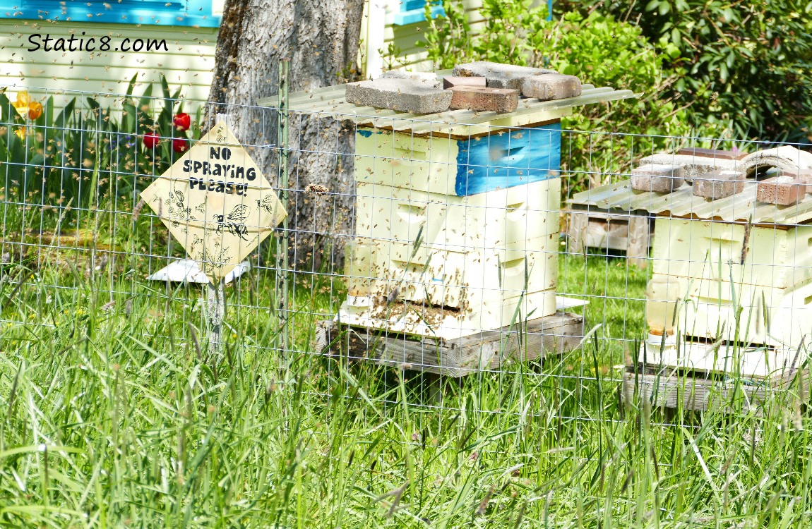 Bees swarm around two beehives