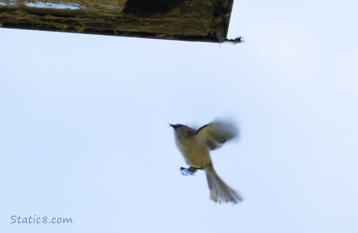 Little bird flutters under the lamp