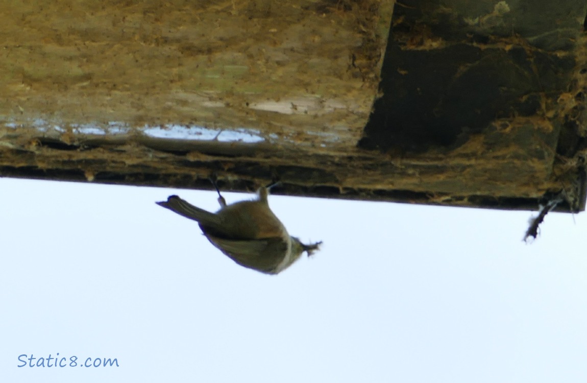 Little upside down bird gathers stuff from the lamp