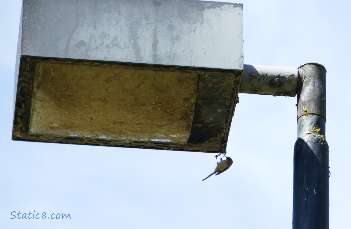Little bird hanging upside down from a street lamp