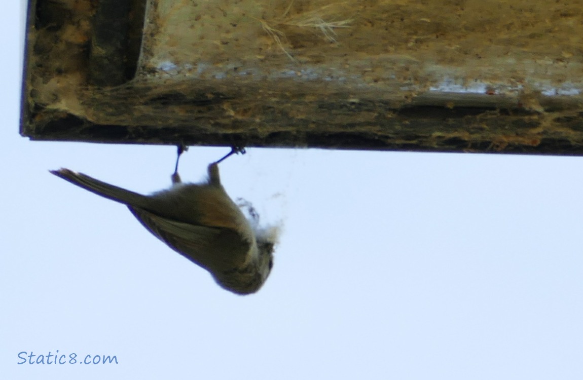 Little upside down bird, with nesting material in her beak