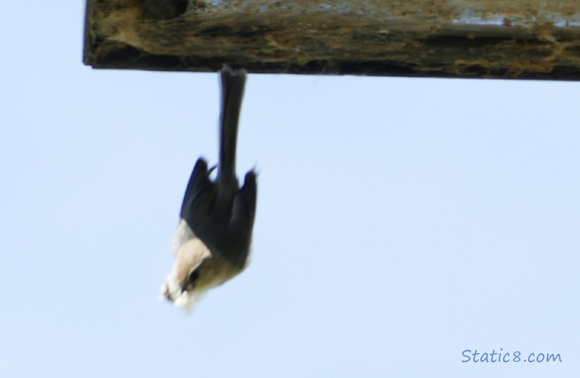 Little upside down bird launches off from the lamp with a beakful of nesting material