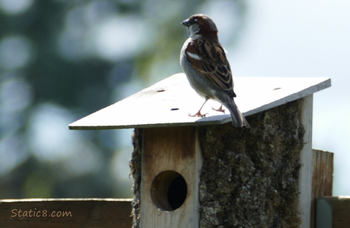 House Sparrow standing on a nesting box