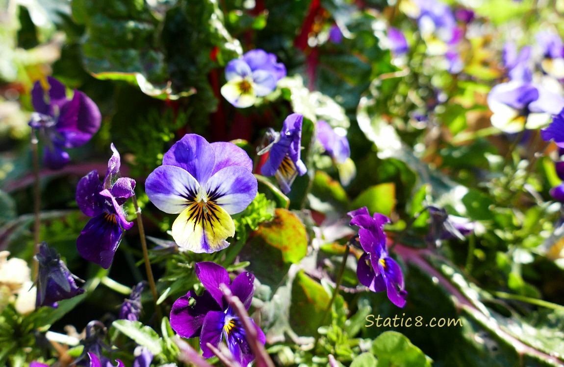 Purple and yellow Pansies