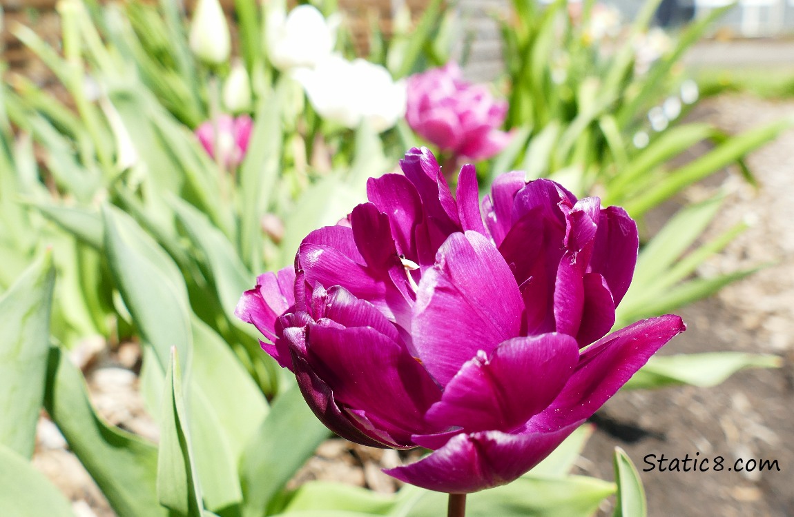 Bright red violet Tulip