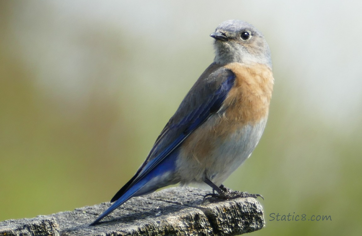 Western Bluebird standing on a nesting box