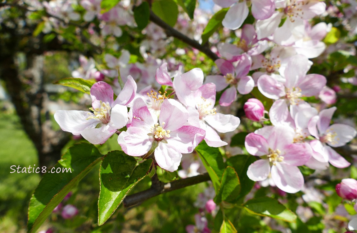 Apple blossoms