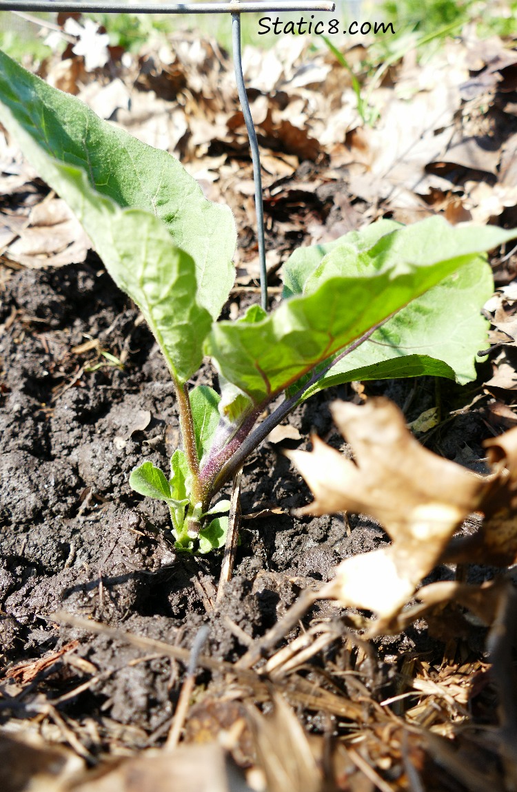 Newly planted Eggplant