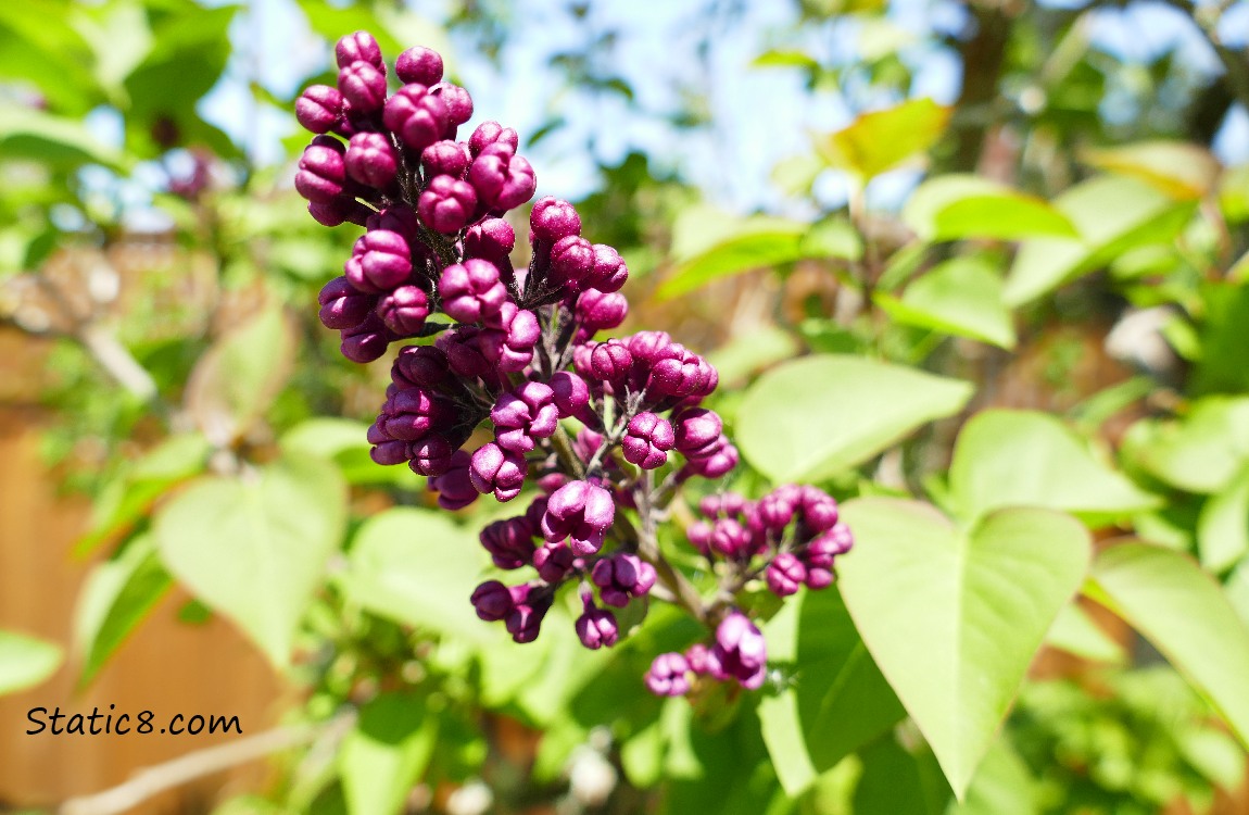 Dark Purple Lilac buds