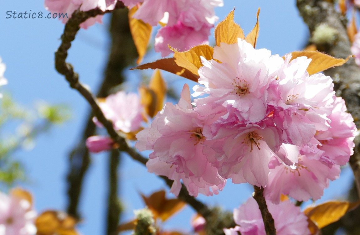 Pink ornamental cherry blossoms