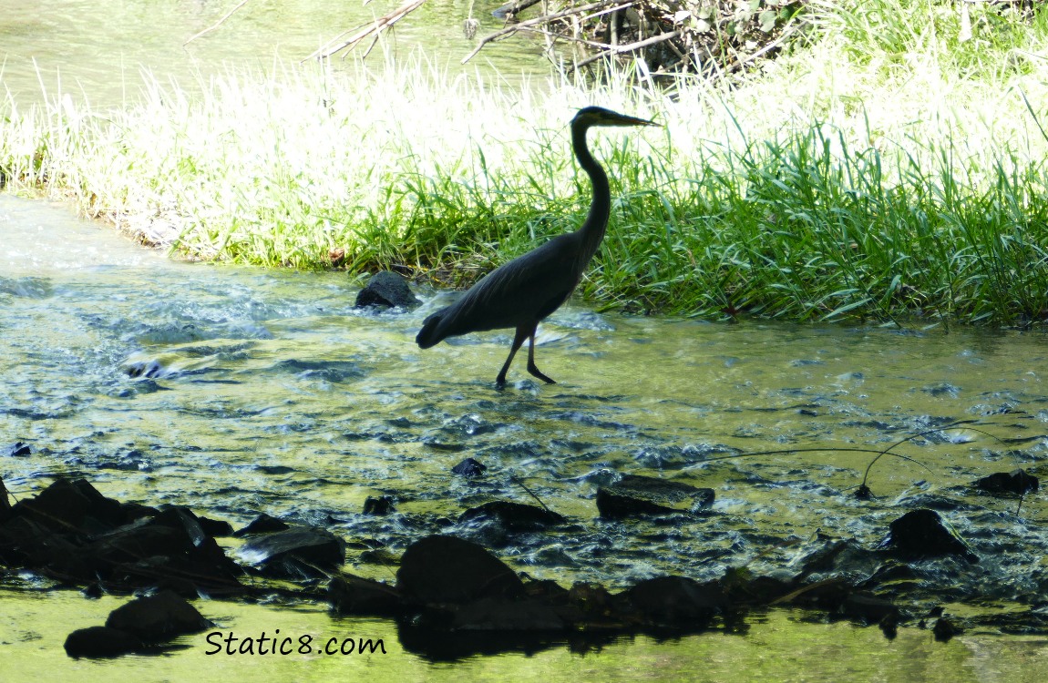 silhouette of a Great Blue Heron, standing in shallow water, hunting