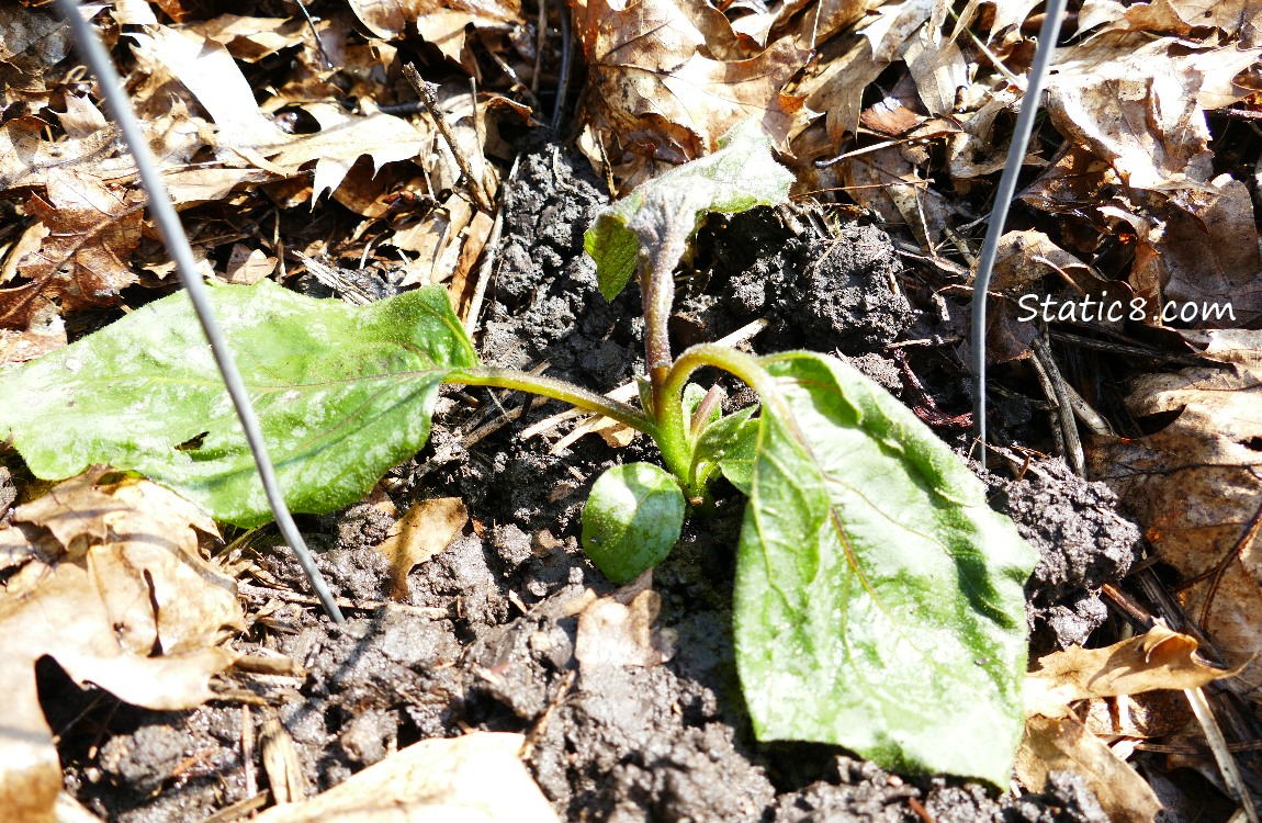 Wilted Eggplant