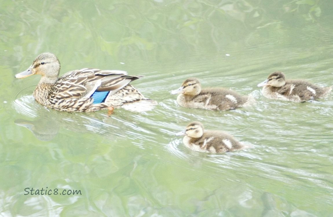 Mama Mallard with three ducklings in the water