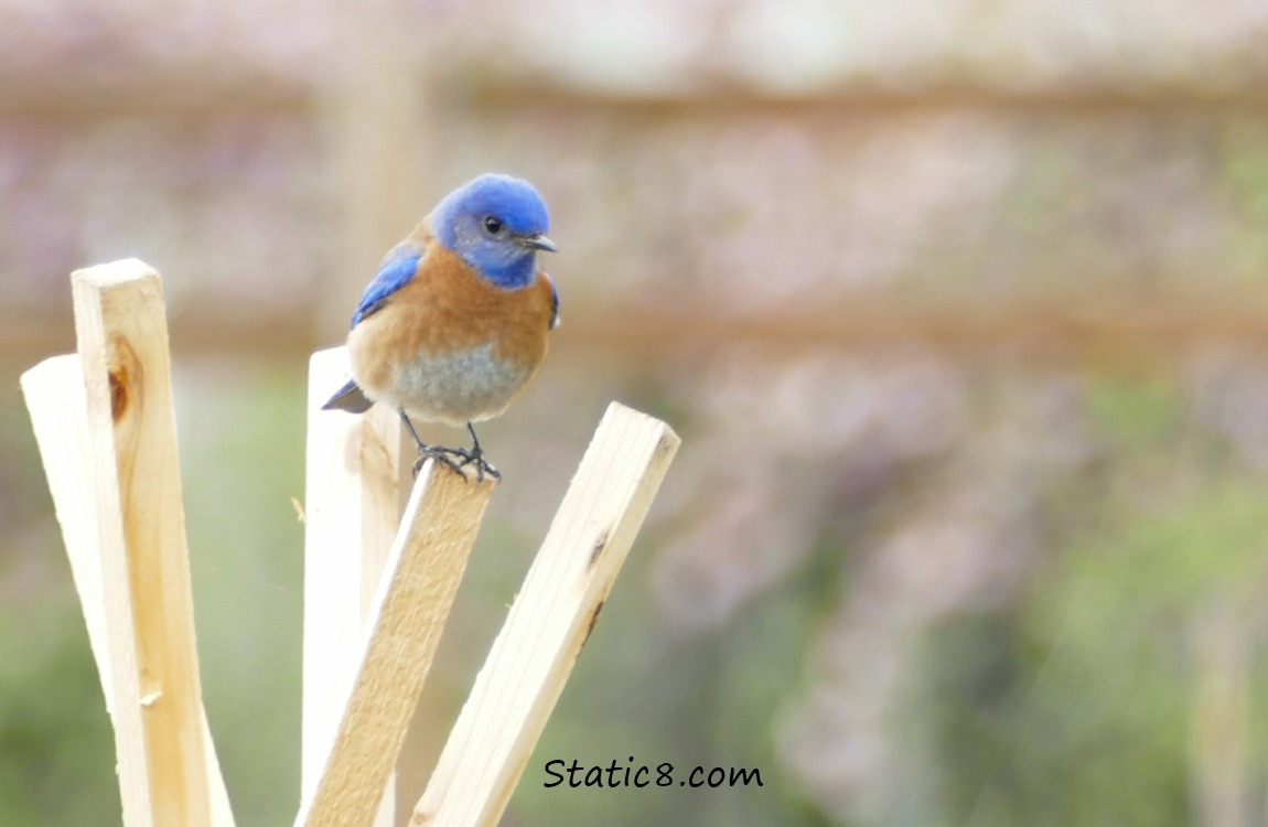 Western Bluebird standing on a wood trellis