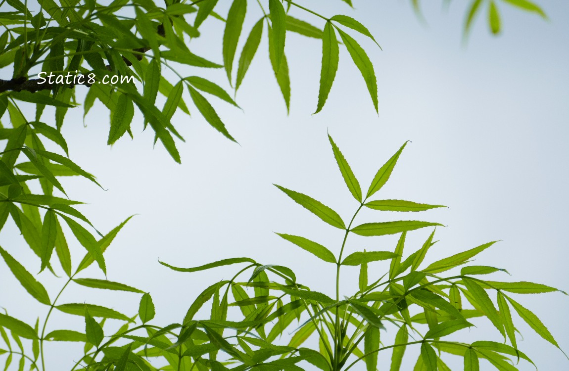 Leaves with a grey sky background