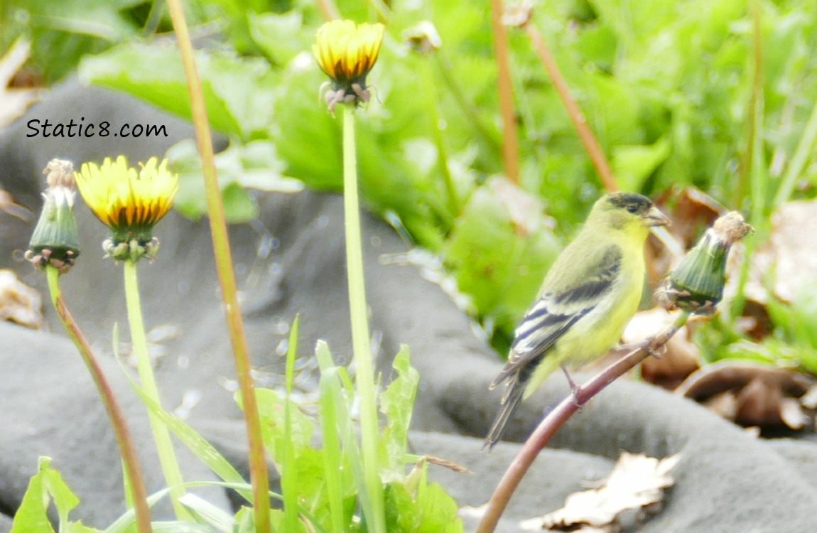 Lesser Goldfinch standing on a dandelion