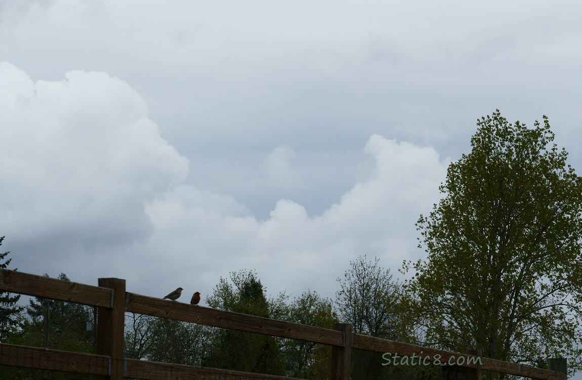 dark clouds over a fence where two birds sit in silhouette
