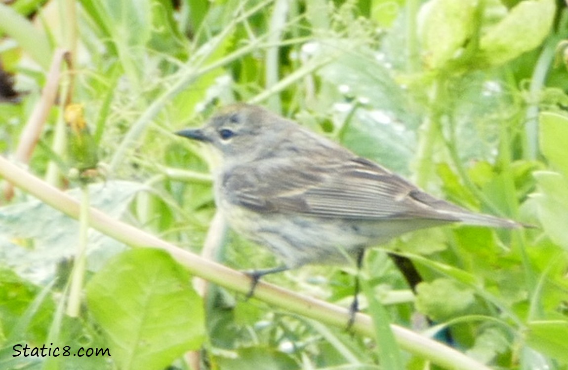 immature Yellow Rump Warbler standing on the ground