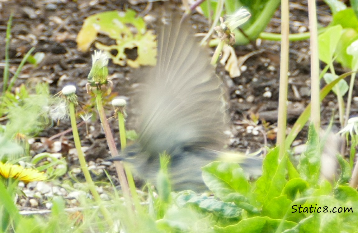 immature Yellow Rump Warbler, flying from the ground