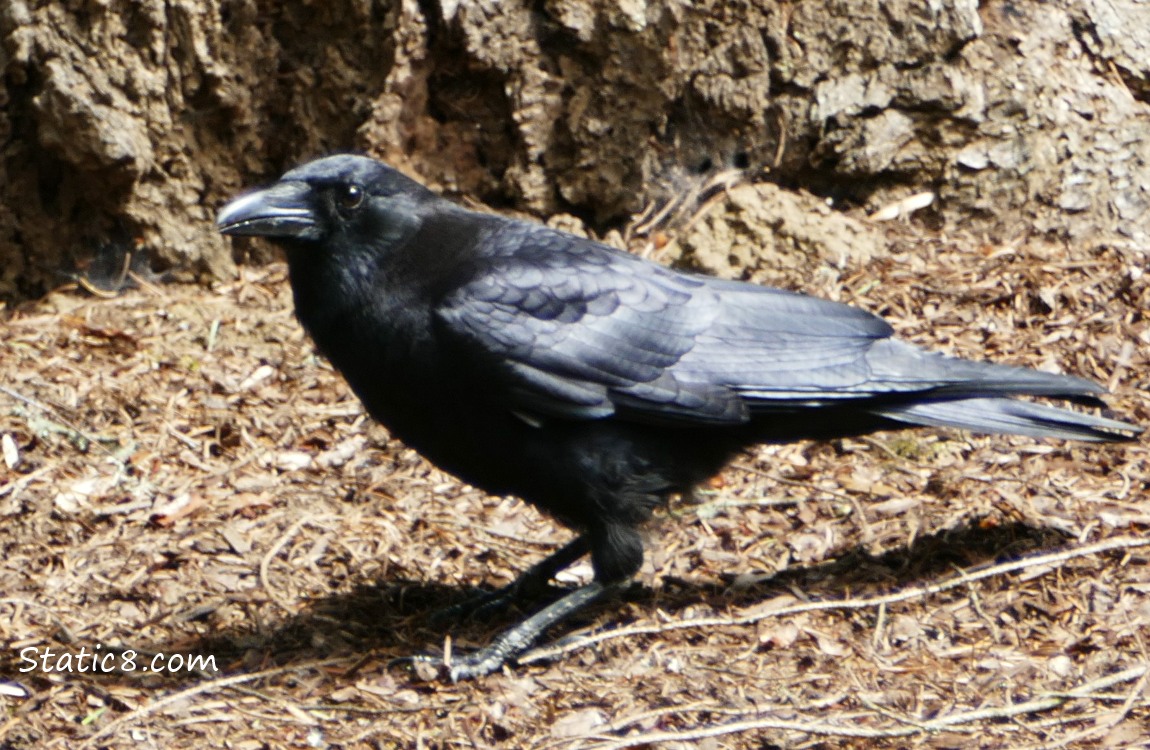 Nervous American Crow standing on the ground