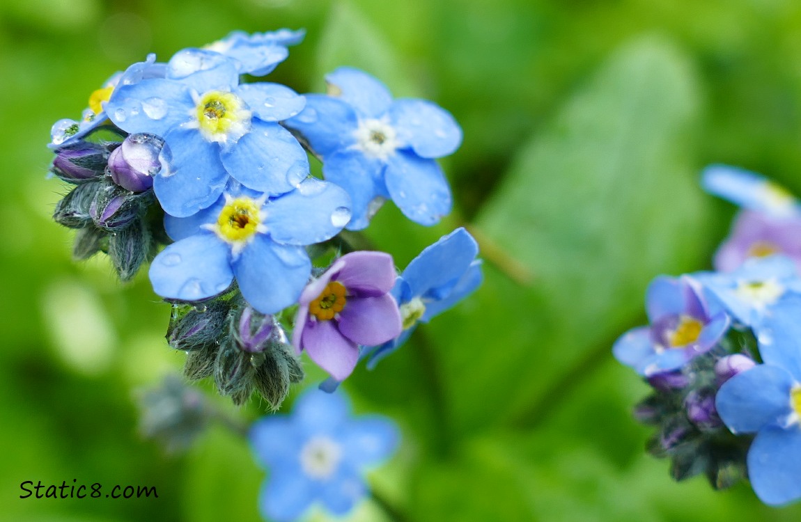 Forget Me Not blooms