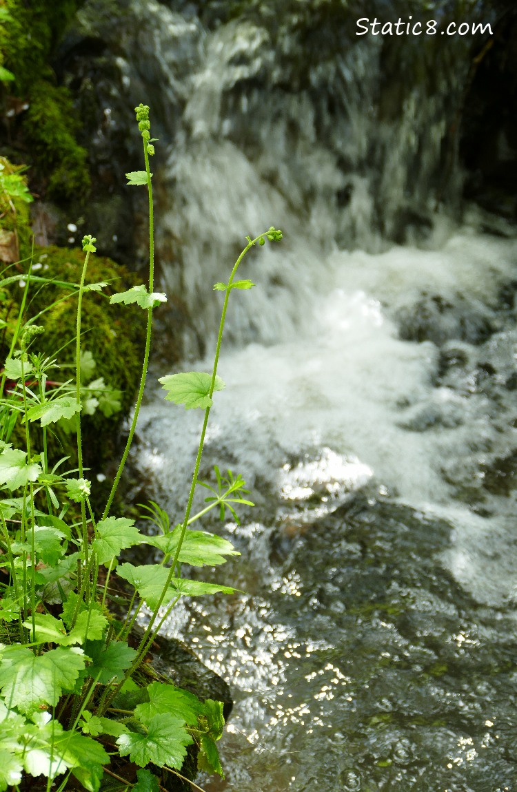 Fringe Cup next to the water fall