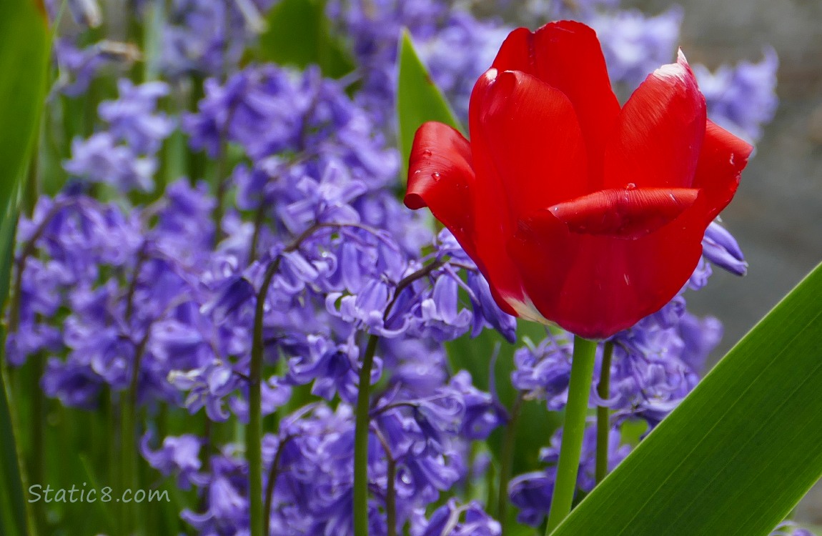 Red tulip with Spanish Bluebells