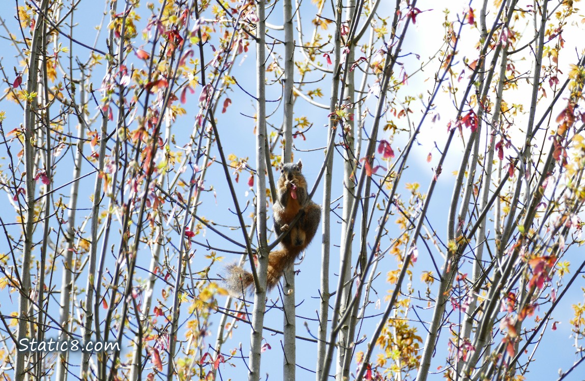 Squirrel up in a tree eating Maple keys