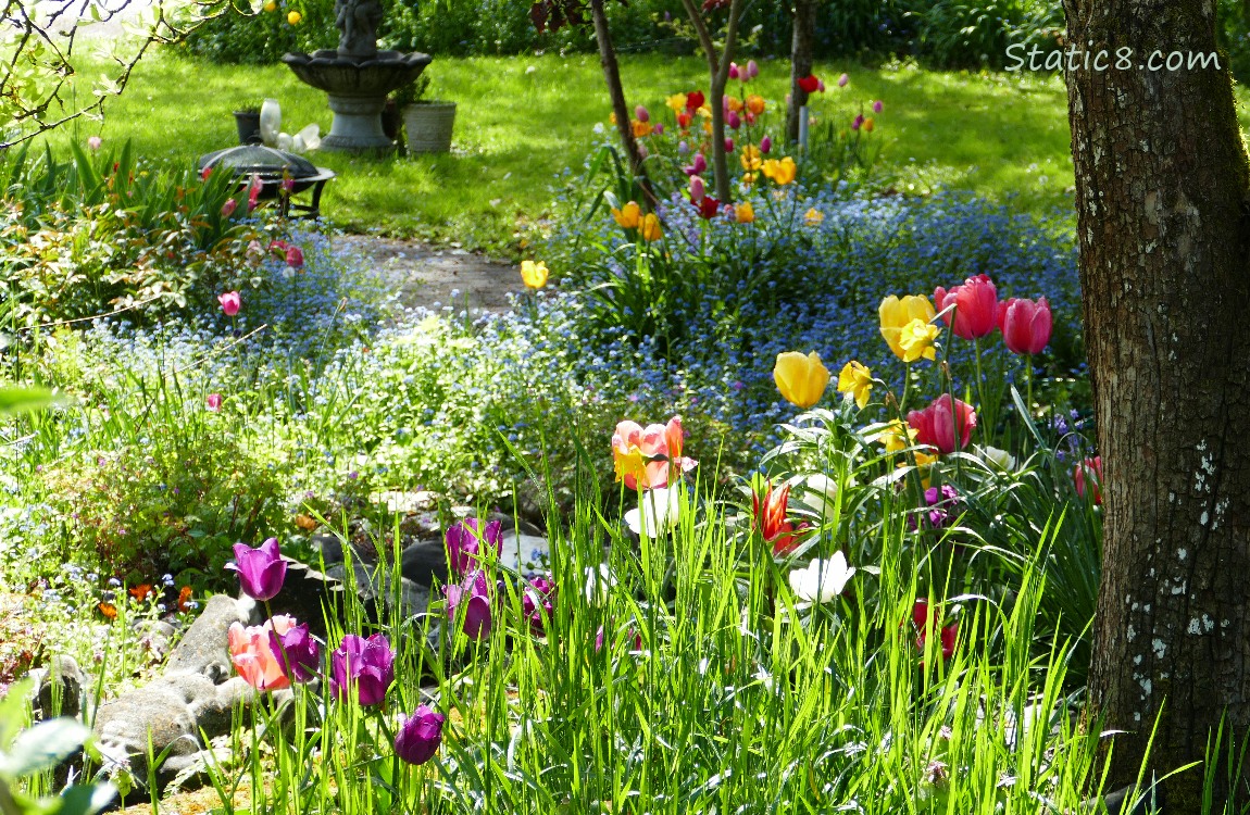 a yard full of tulips and flowers
