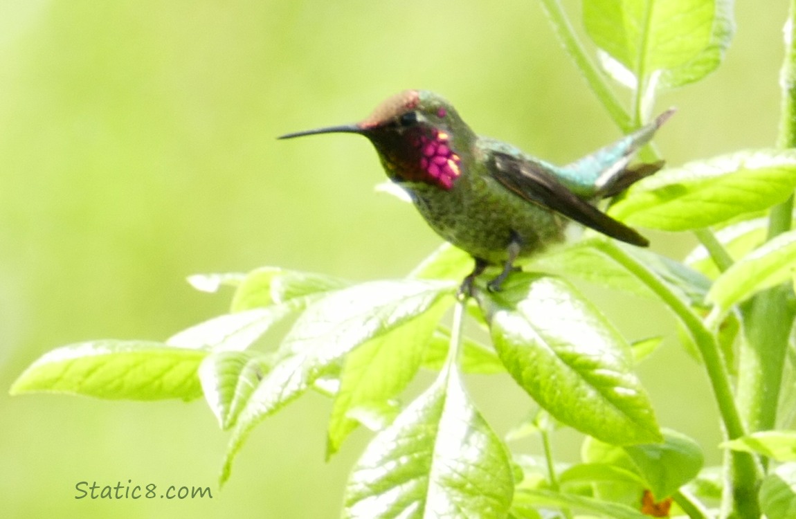 male Anna Hummingbird standing on a leafy twig