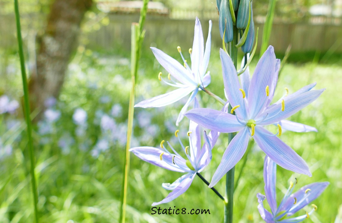 Camas Lilies