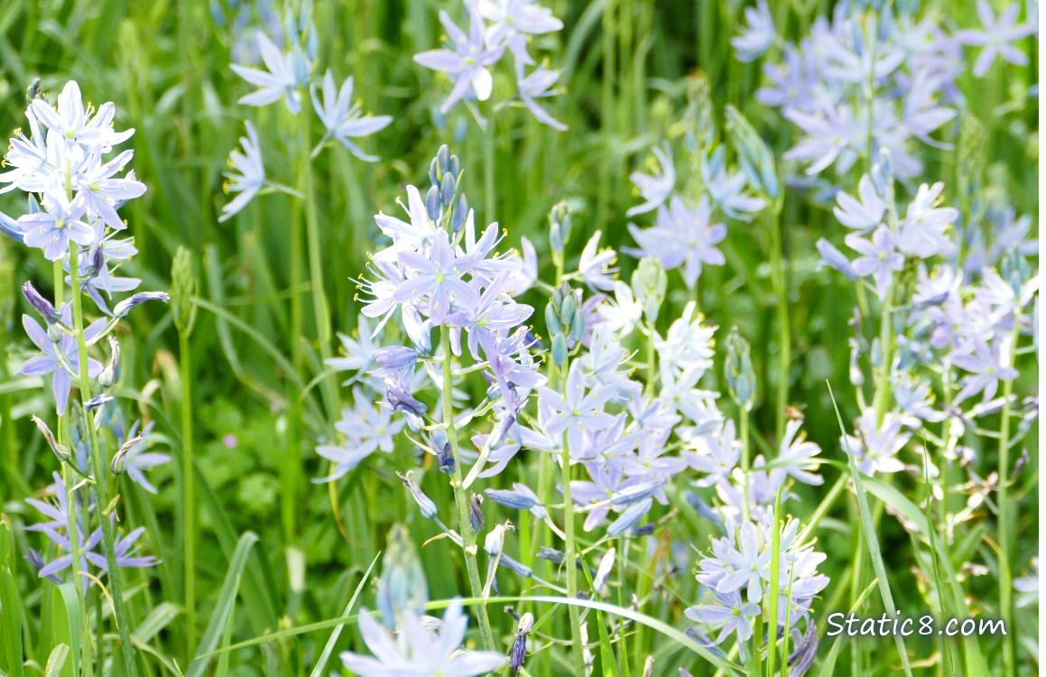 Camas Lily Patch