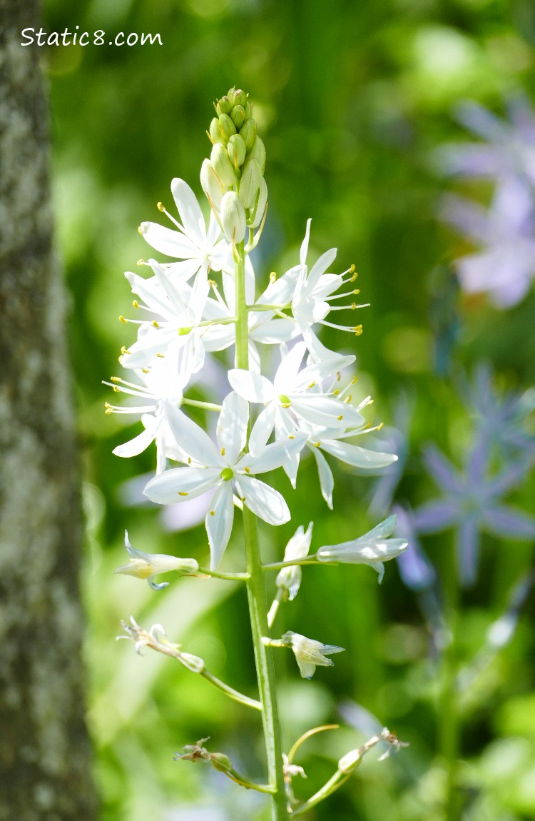 White Camas Lily