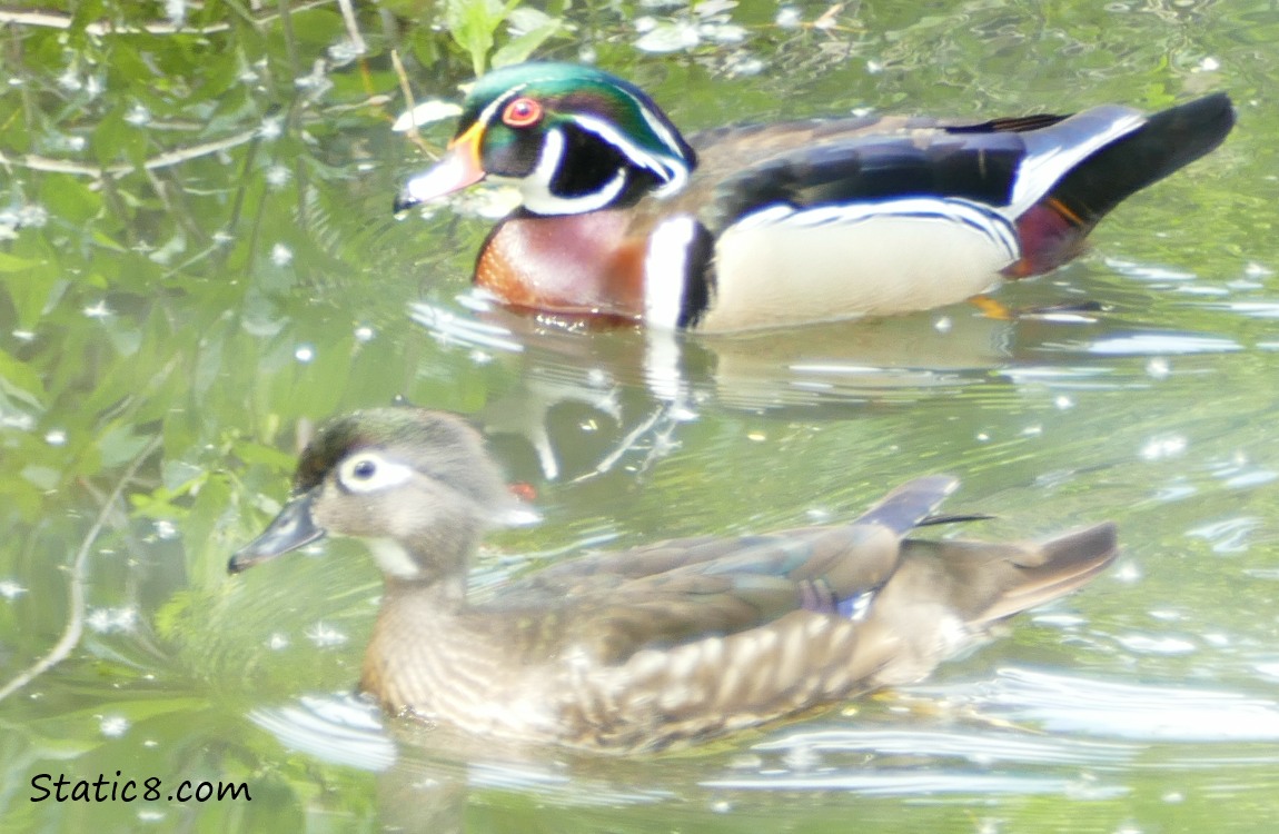 a female and male, pair of Wood Ducks, in the water
