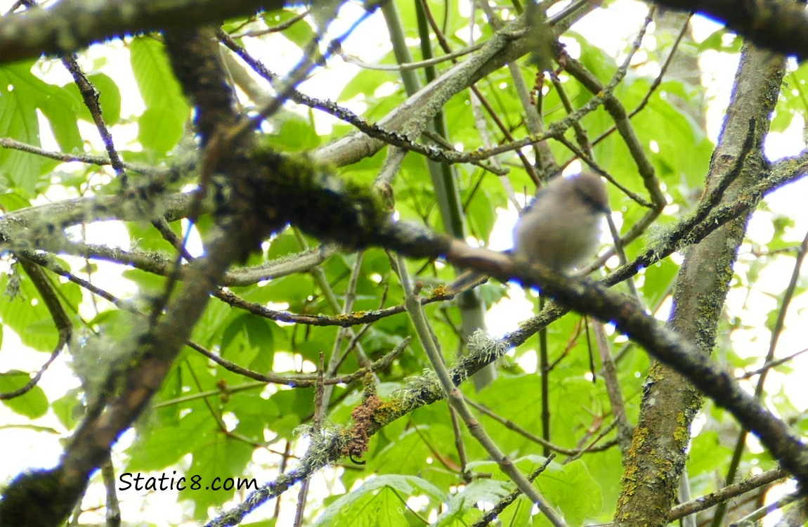 Blurry Bushtit standing in a tree