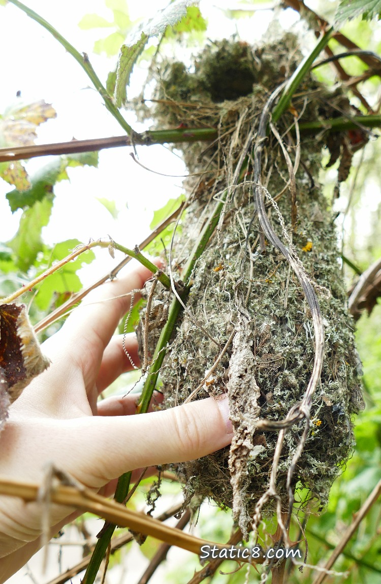 Me touching the Bushtit nest