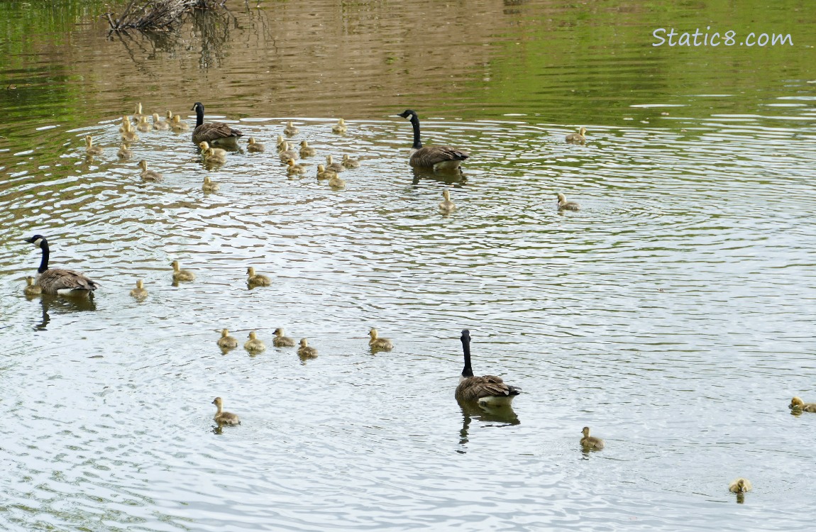 Two Canada Goose families in the water