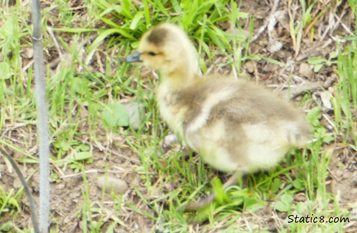 A gosling walking on the bank