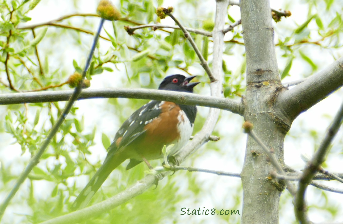 male Spotted Towhee singing in a tree, behind a twig