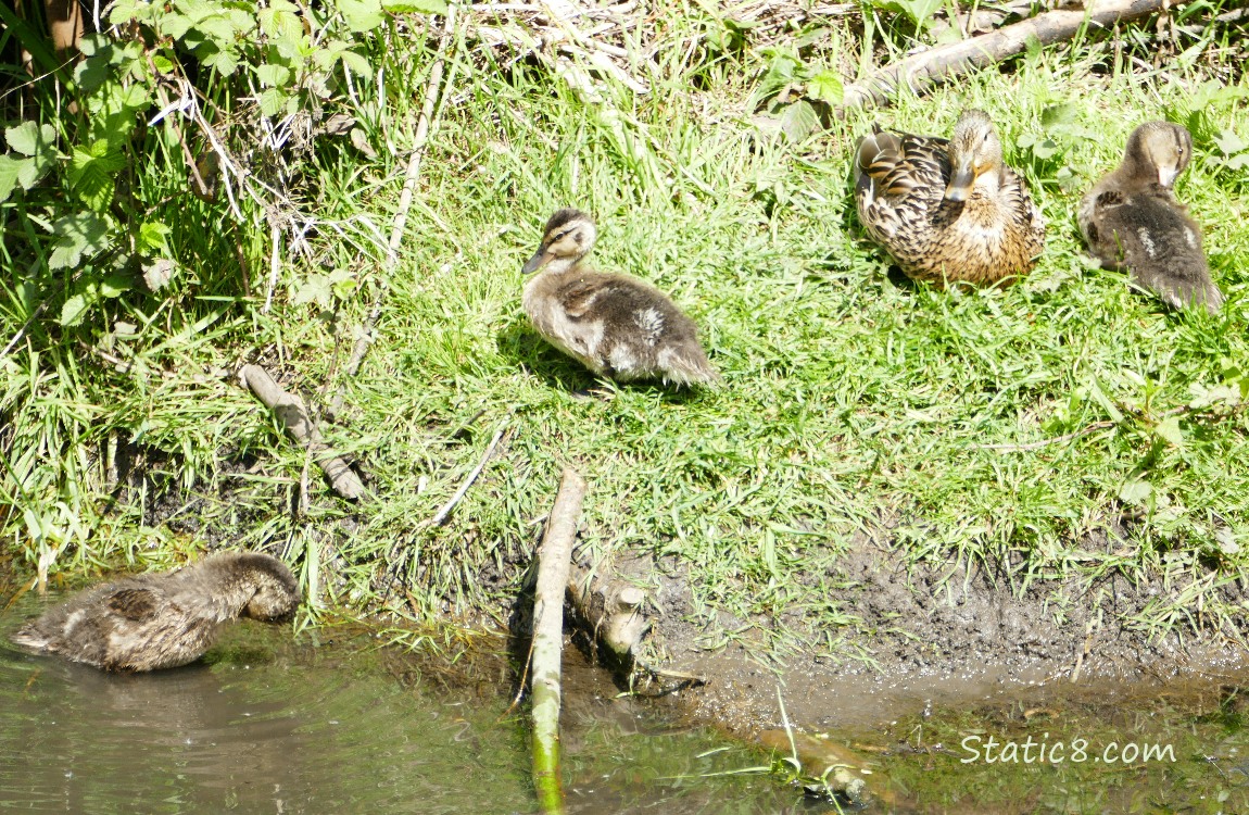 Mama Mallard and three ducklings preening on the bank of the creek