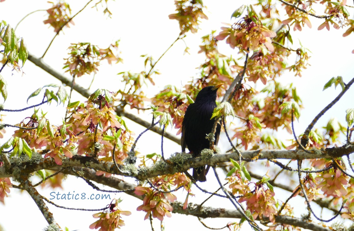 Starling in a maple tree surrounded by new leaves and maple keys