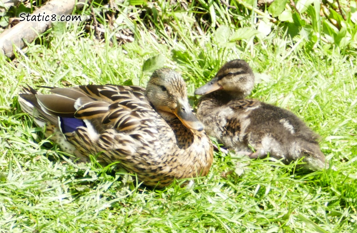 Mama Mallard on the bank with one baby