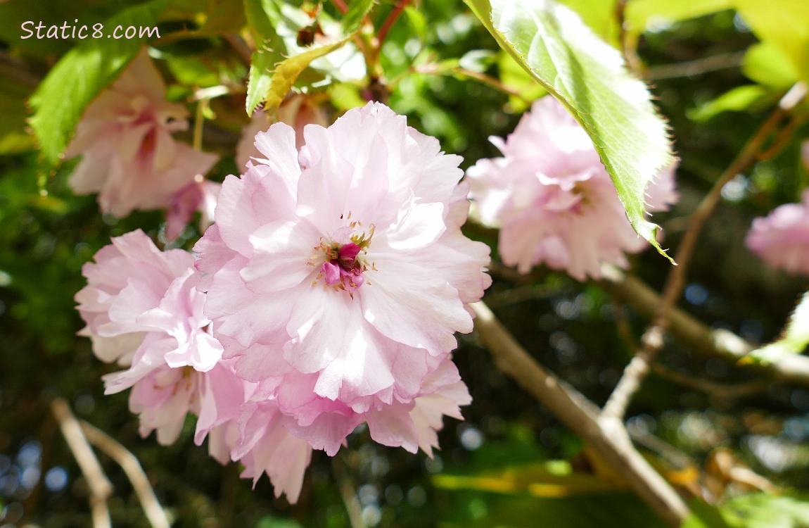 Ornamental Cherry Blossoms