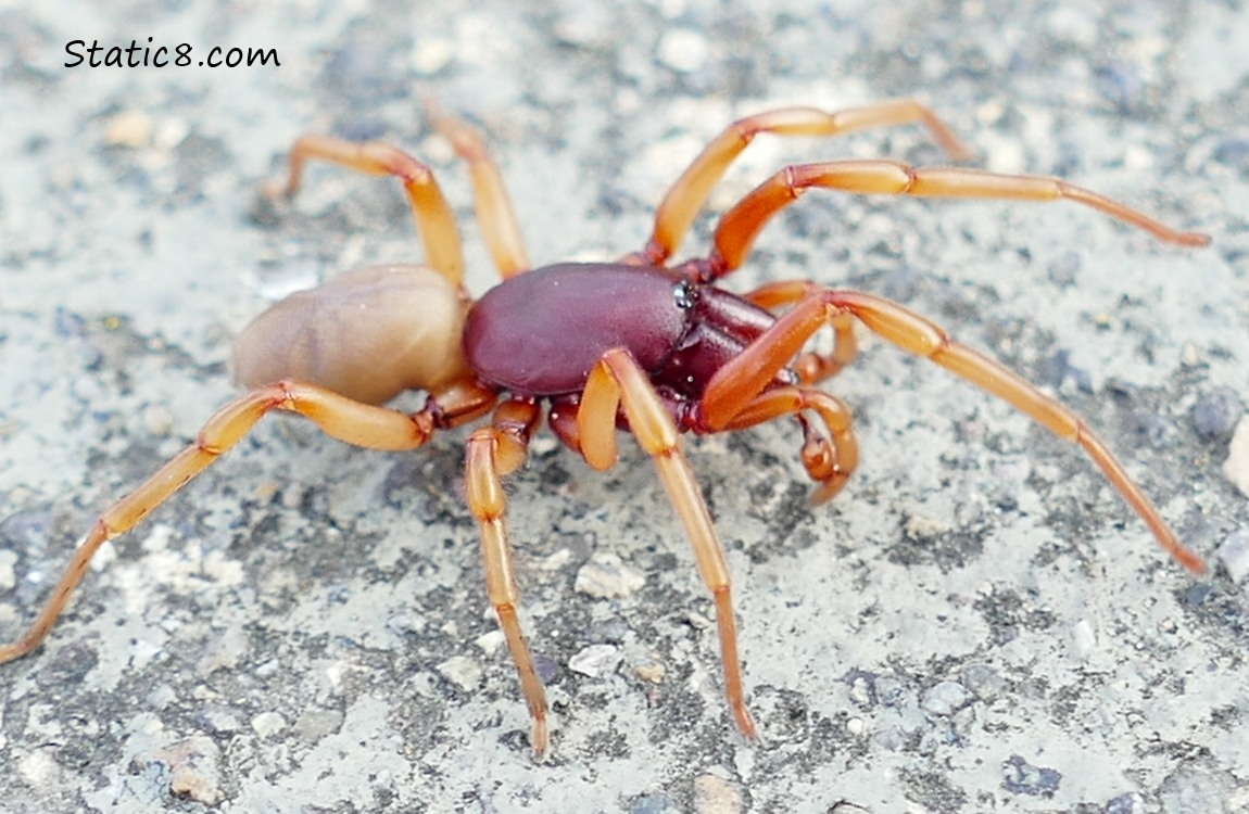 Woodlouse Spider