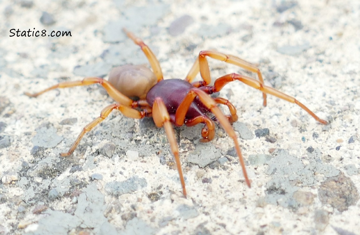 Woodlouse Spider, walking on the side walk