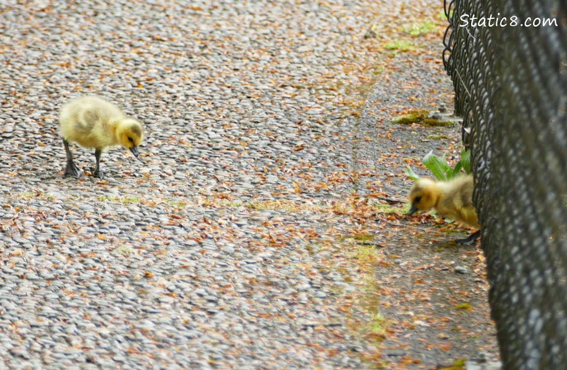 Two goslings on the other side of the fence