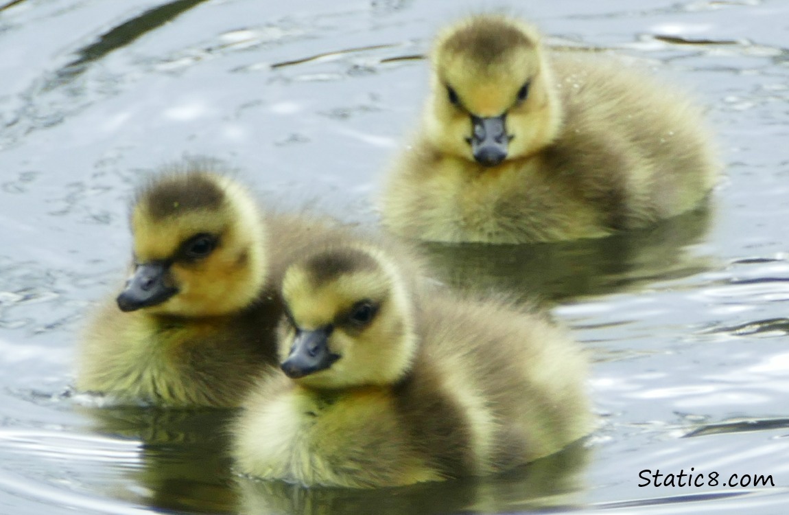 Three goslings in the water